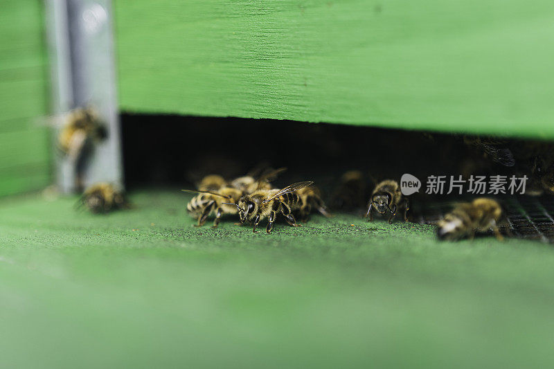 欧洲蜜蜂(Apis mellifera)和蜂房的细节